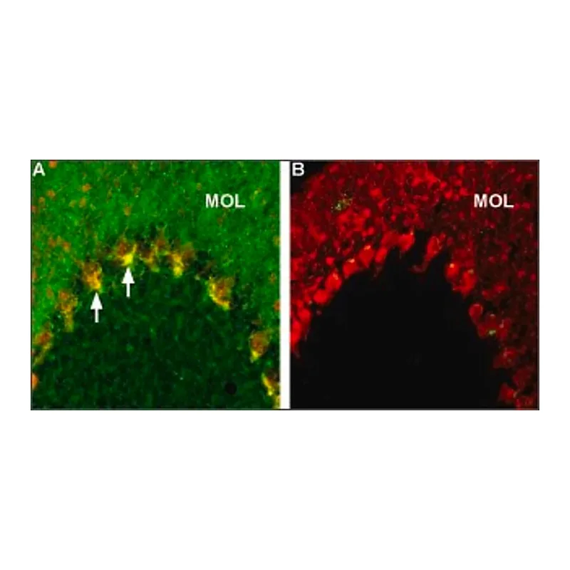 Merck Anti-Caspr2 antibody produced in rabbit