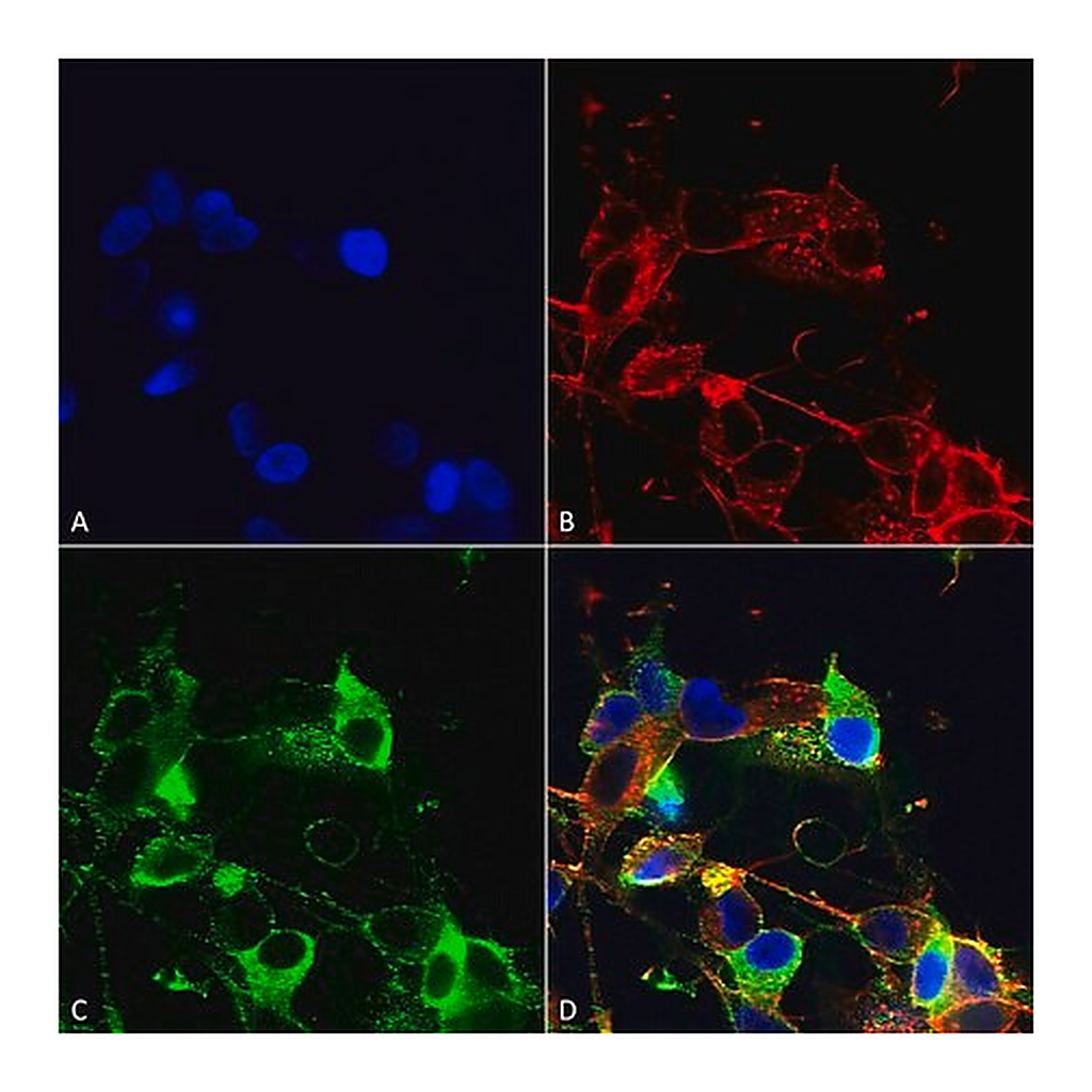 Merck Monoclonal Anti-Glua1/Glur1 - Atto 488 antibody produced in mouse
