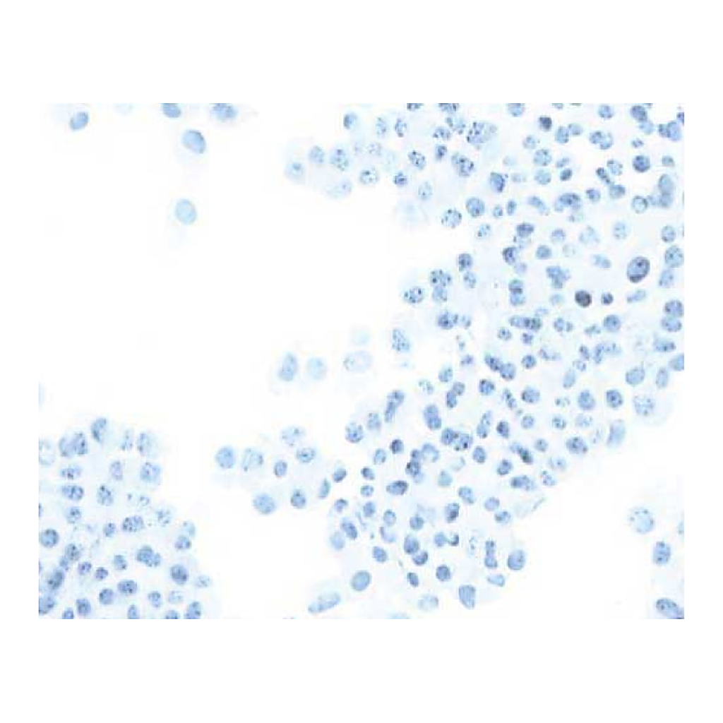 BD Purified Mouse Anti-SV40 Large T and Small t Antigens