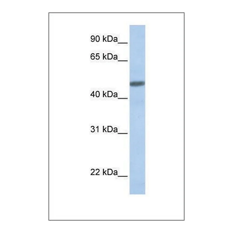 Merck Anti-CALCRL antibody produced in rabbit