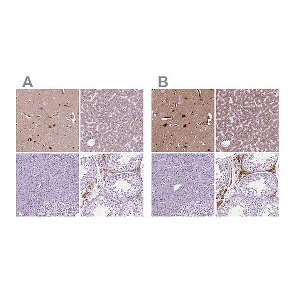 Merck Anti-APOE antibody produced in rabbit
