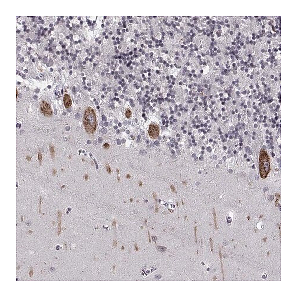 Merck Anti-MARCH4 antibody produced in rabbit
