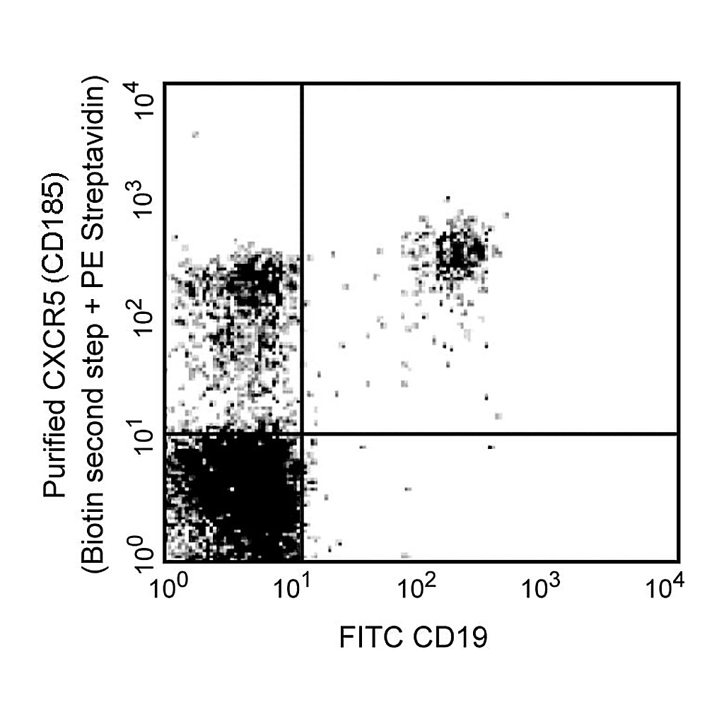 BD Purifed Rat Anti-Human CXCR5 (CD185)