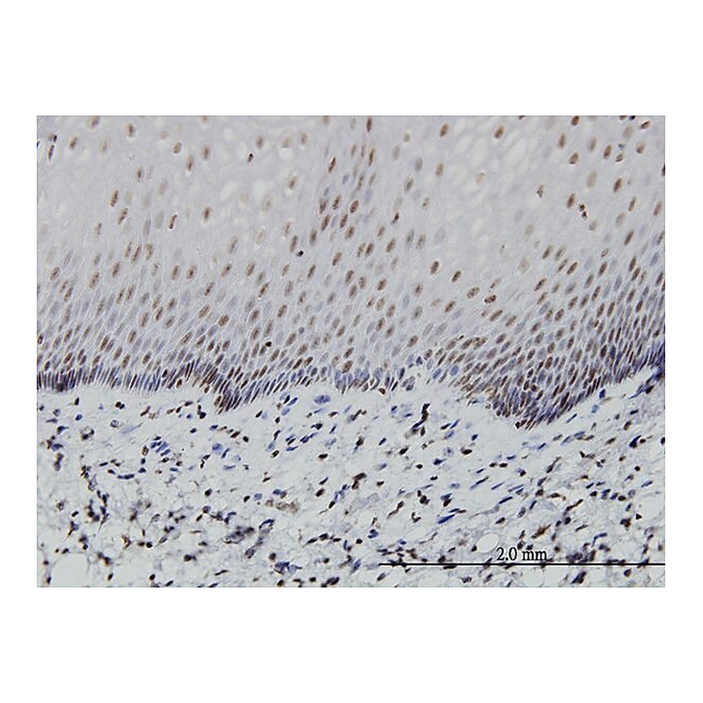 Merck Monoclonal Anti-PTF1A antibody produced in mouse