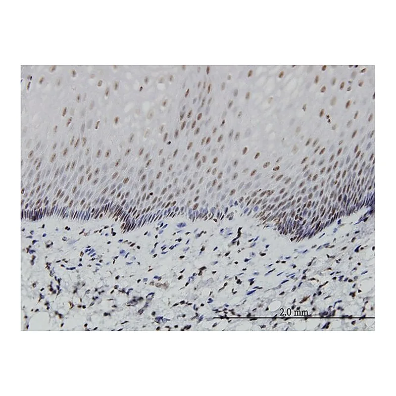 Merck Monoclonal Anti-PTF1A antibody produced in mouse