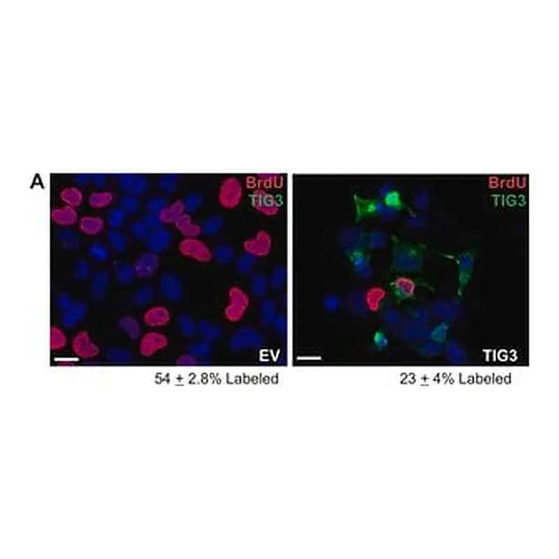 Merck MOUSE MONOCLONAL ANTI-BRDU (HISTOLOGY &
