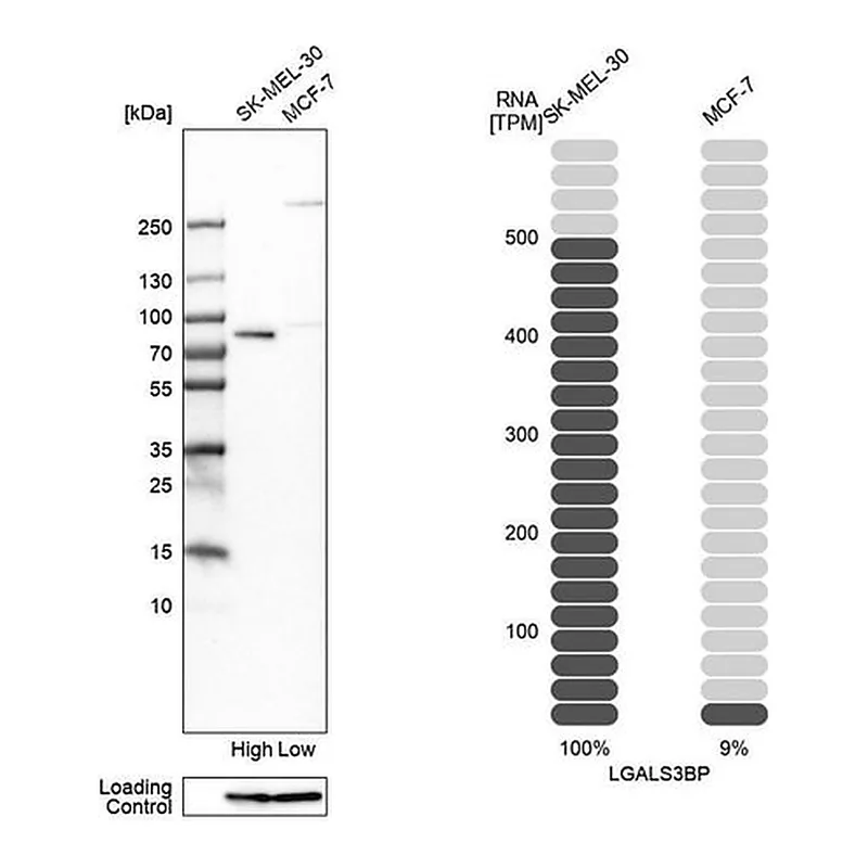Merck Anti-LGALS3BP antibody produced in rabbit