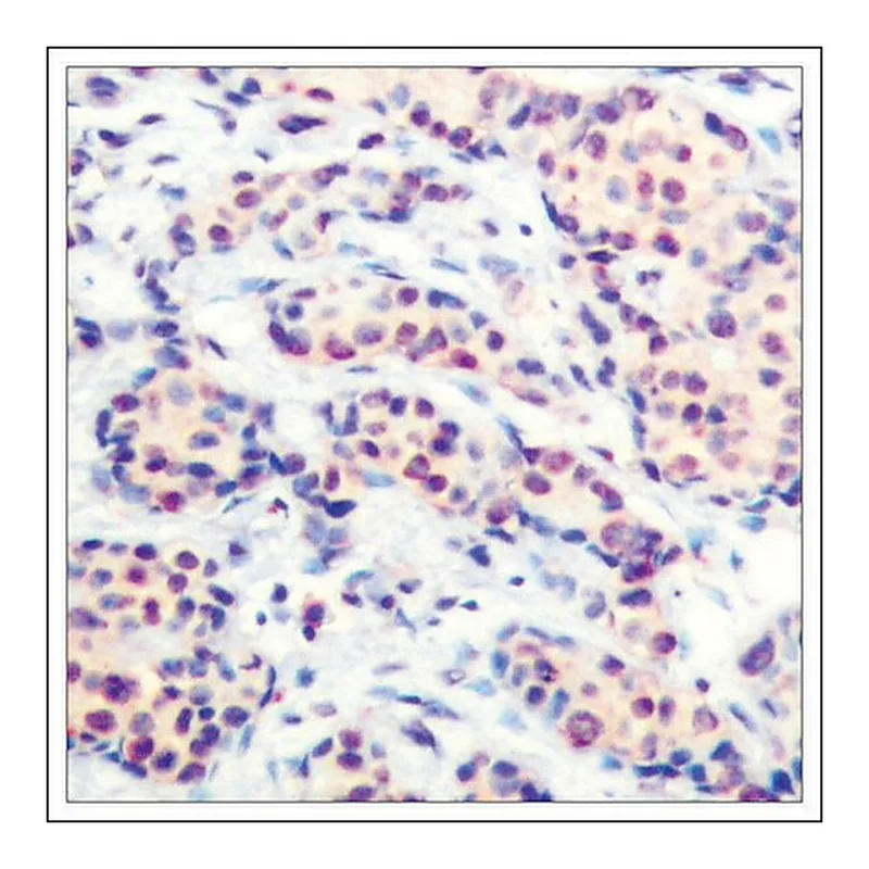 Merck Anti-JUND (Ab-255) antibody produced in rabbit