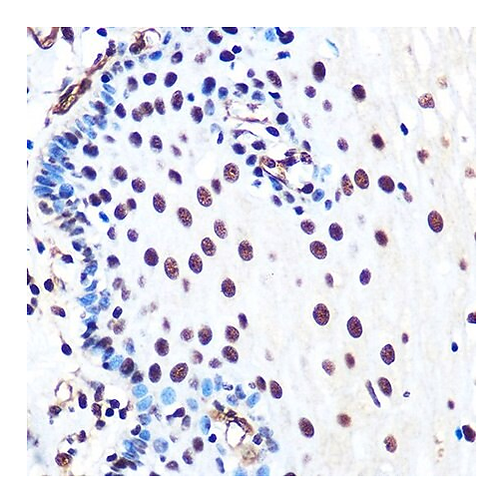 Merck Anti-Ku80 antibody produced in rabbit
