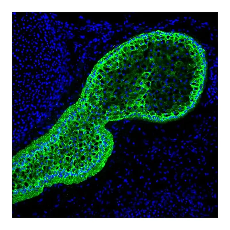 Thermo Fisher Scientific Goat anti-Mouse IgG1 Cross-Adsorbed Secondary Antibody, Alexa Fluor 488