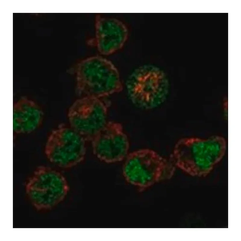 Merck Anti-BDP1 antibody produced in rabbit