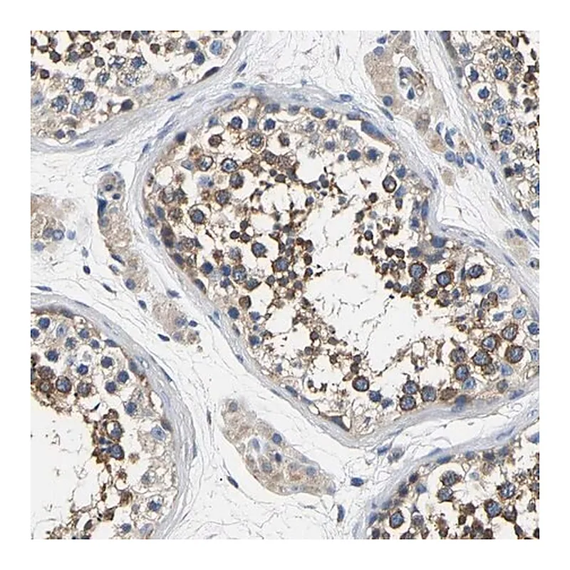 Merck Anti-CSDE1 antibody produced in rabbit