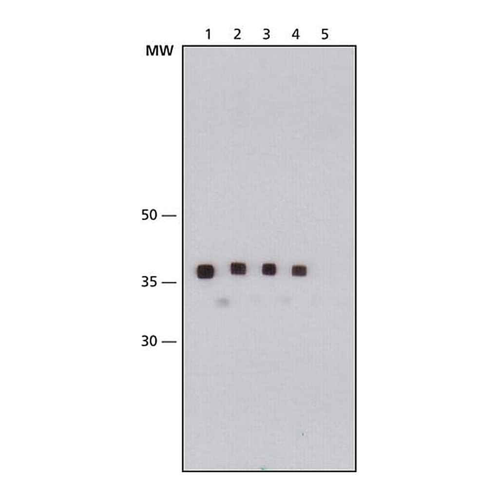 Merck Monoclonal Anti-Maltose Binding Protein antibody produced in mouse