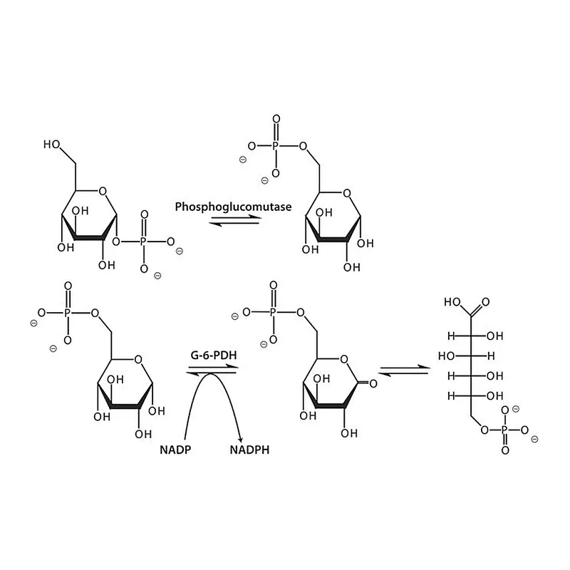 Merck Phosphoglucomutase from rabbit muscle