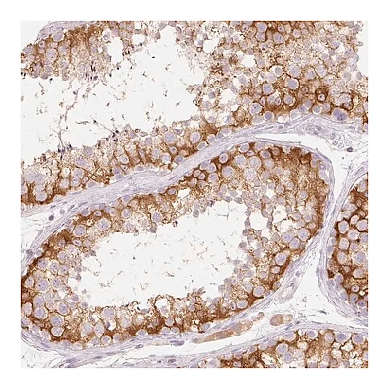 Merck Anti-MBOAT7 antibody produced in rabbit