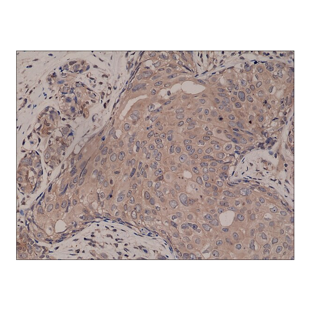 Merck Anti-SMAD4 antibody, Rabbit monoclonal