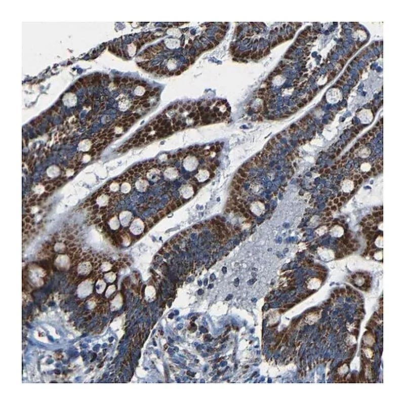Merck Anti-WSCD2 antibody produced in rabbit
