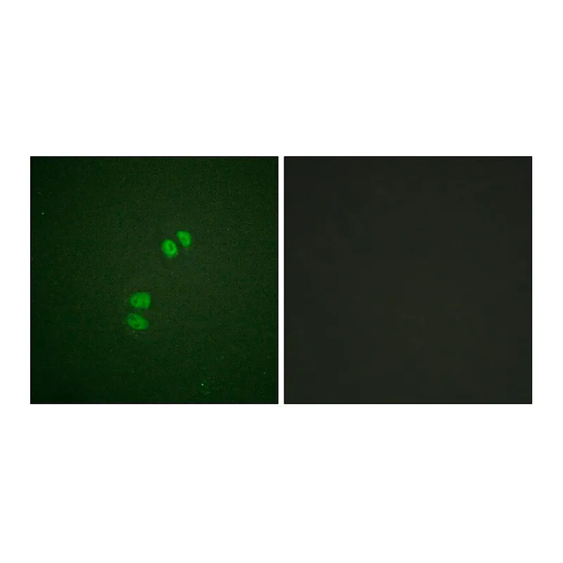 Merck Anti-PLK1 antibody produced in rabbit