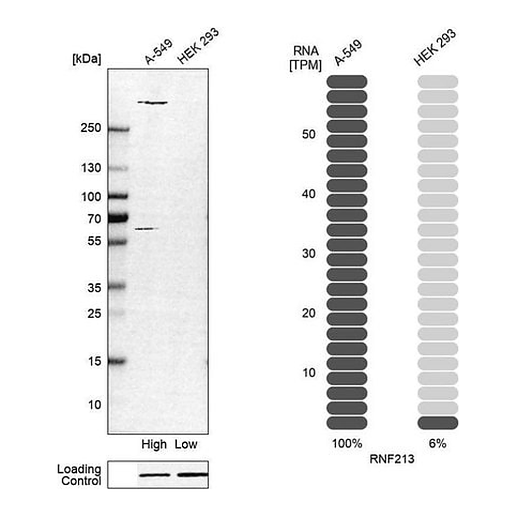 Merck Anti-RNF213 antibody produced in rabbit