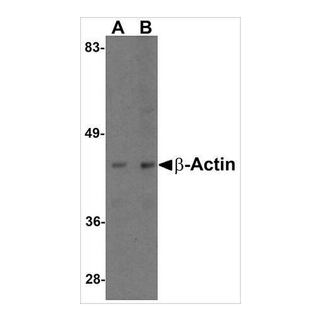 Merck Anti-beta-Actin antibody produced in chicken