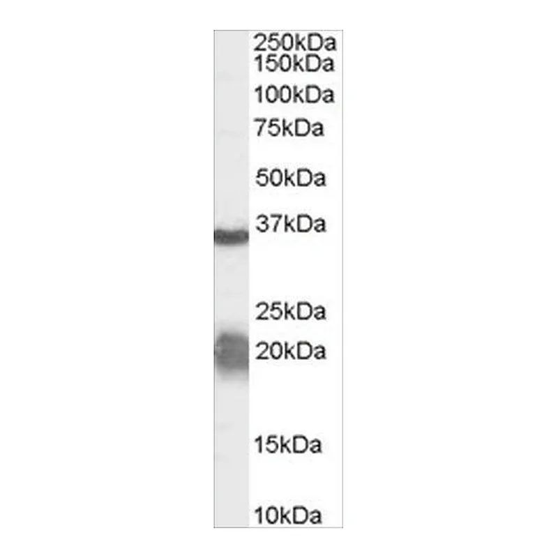 Merck Anti-Arginase, Type 1/ARG1 (AB1) antibody produced in goat