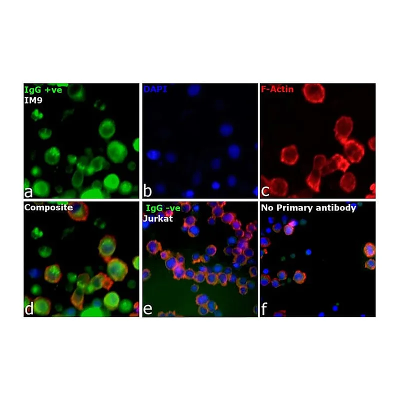 Thermo Fisher Scientific F(ab`)2-Goat anti-Human IgG, IgM, IgA (H+L) Secondary Antibody