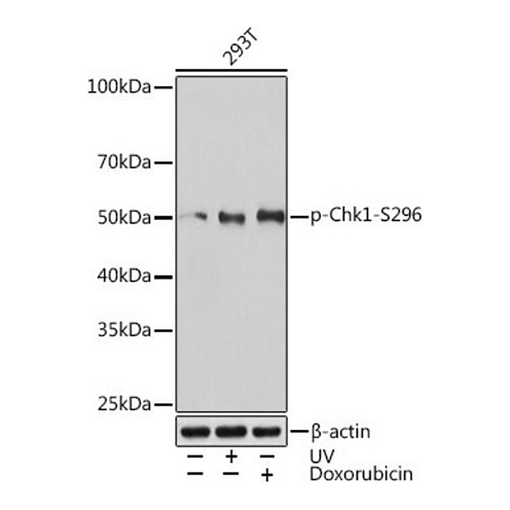 Merck Anti-Phospho-Chk1-S296 antibody produced in rabbit
