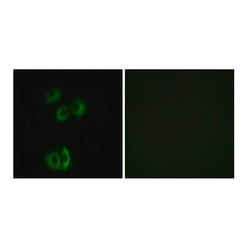 Merck Anti-CELSR3 antibody produced in rabbit