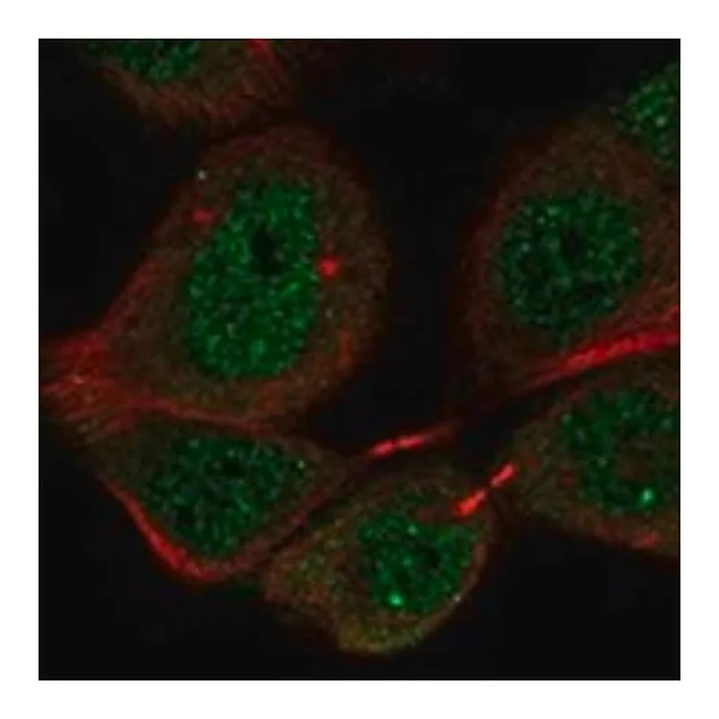 Merck Anti-PIGX antibody produced in rabbit