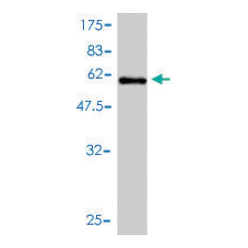Merck Monoclonal Anti-ICOSLG antibody produced in mouse