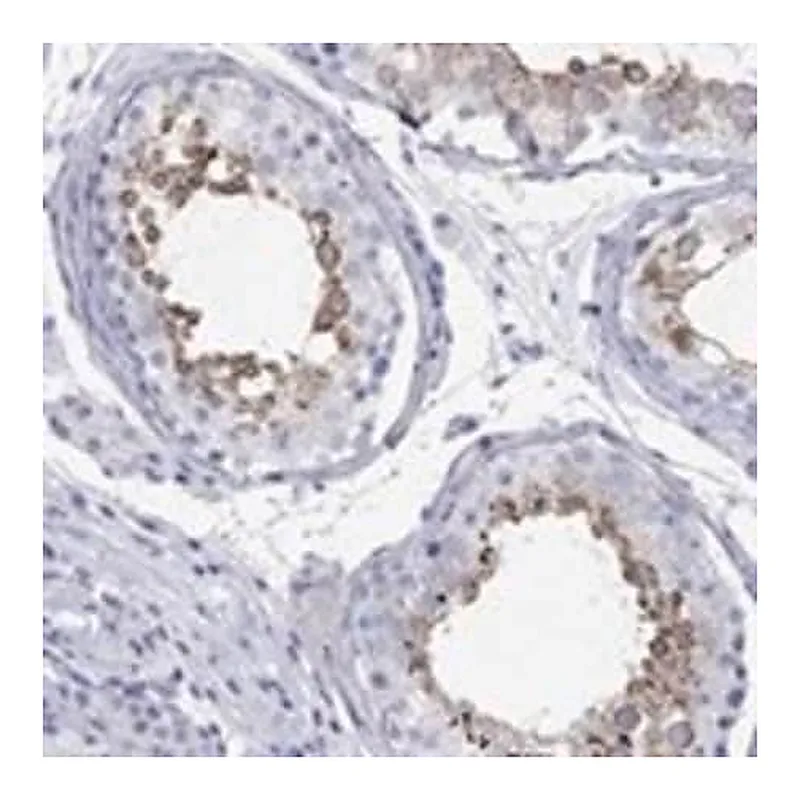 Merck Anti-SPATA9 antibody produced in rabbit