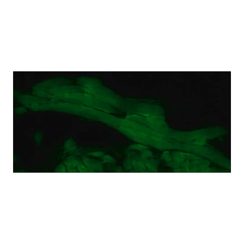 Merck Anti-Myopodin antibody produced in rabbit