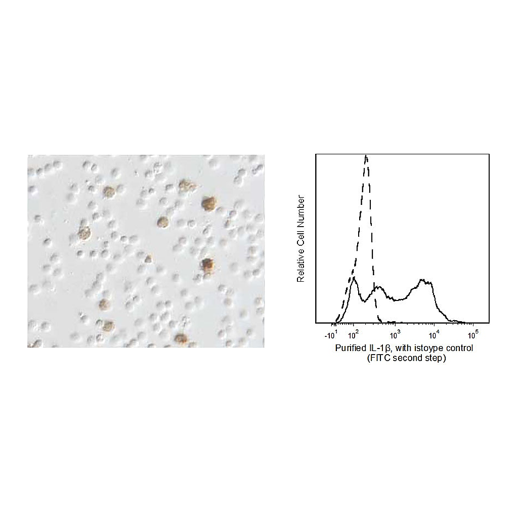 BD Purified Mouse Anti-Human IL-1β