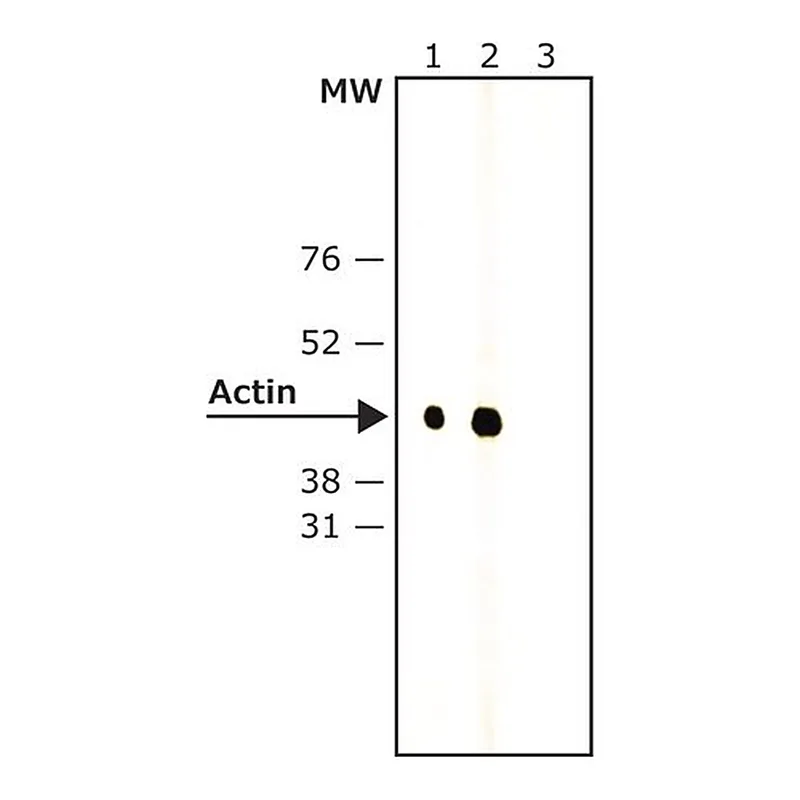 Merck Anti-Rabbit IgG, Native-Peroxidase antibody, Mouse monoclonal