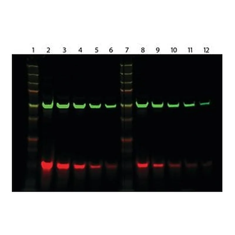 Merck ANTI-RAT IGG (H+L), HIGHLY CROSS-ADSORBE