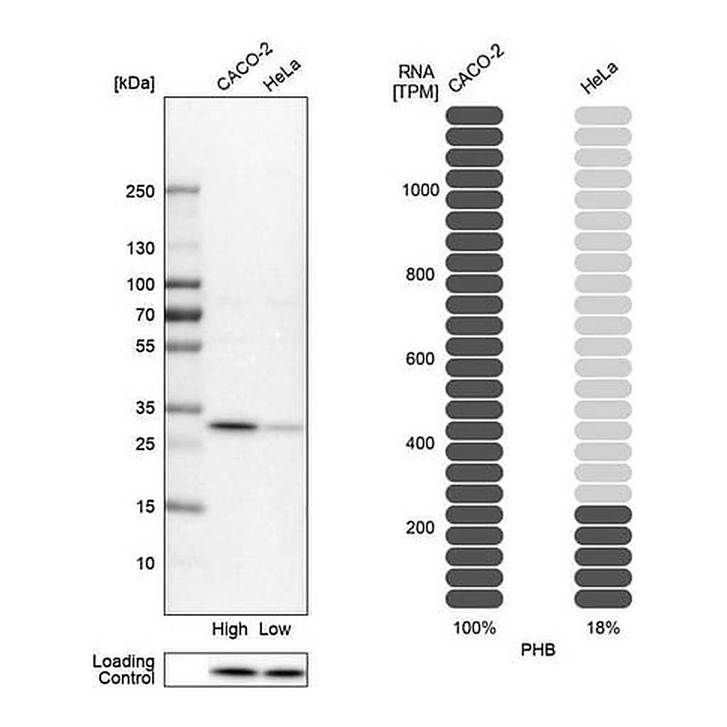 Merck Anti-PHB antibody produced in rabbit