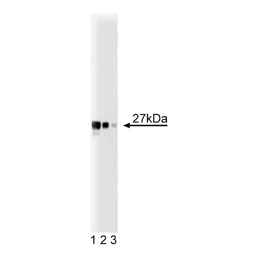 BD Purified Mouse Anti-Drp1