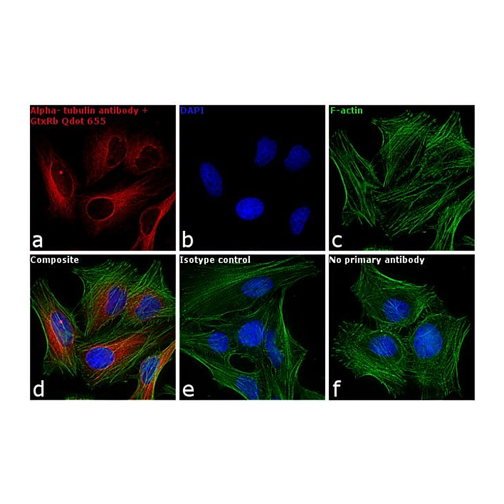 Thermo Fisher Scientific F(ab`)2-Goat anti-Rabbit IgG (H+L) Secondary Antibody, Qdot 655