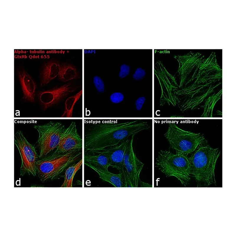 Thermo Fisher Scientific F(ab`)2-Goat anti-Rabbit IgG (H+L) Secondary Antibody, Qdot 655