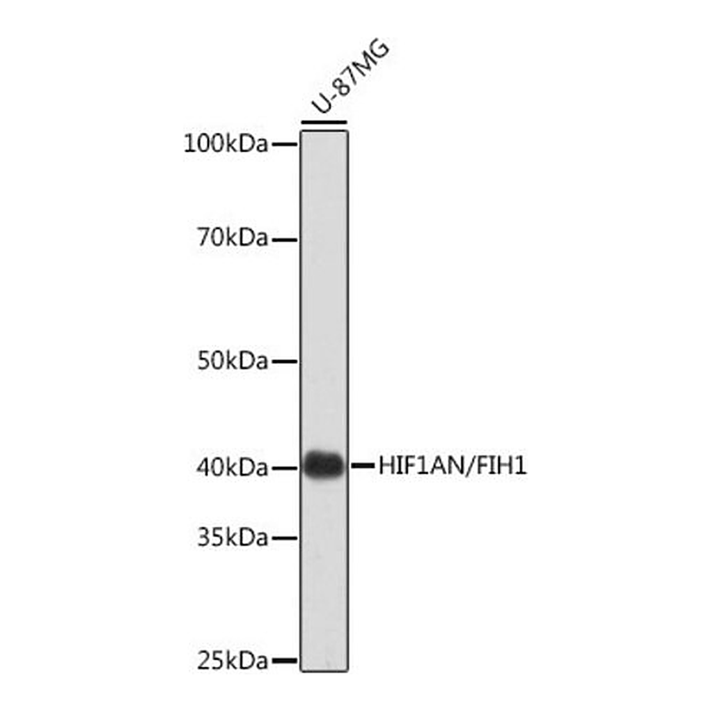 Merck Anti- HIF1AN/FIH1 antibody produced in rabbit