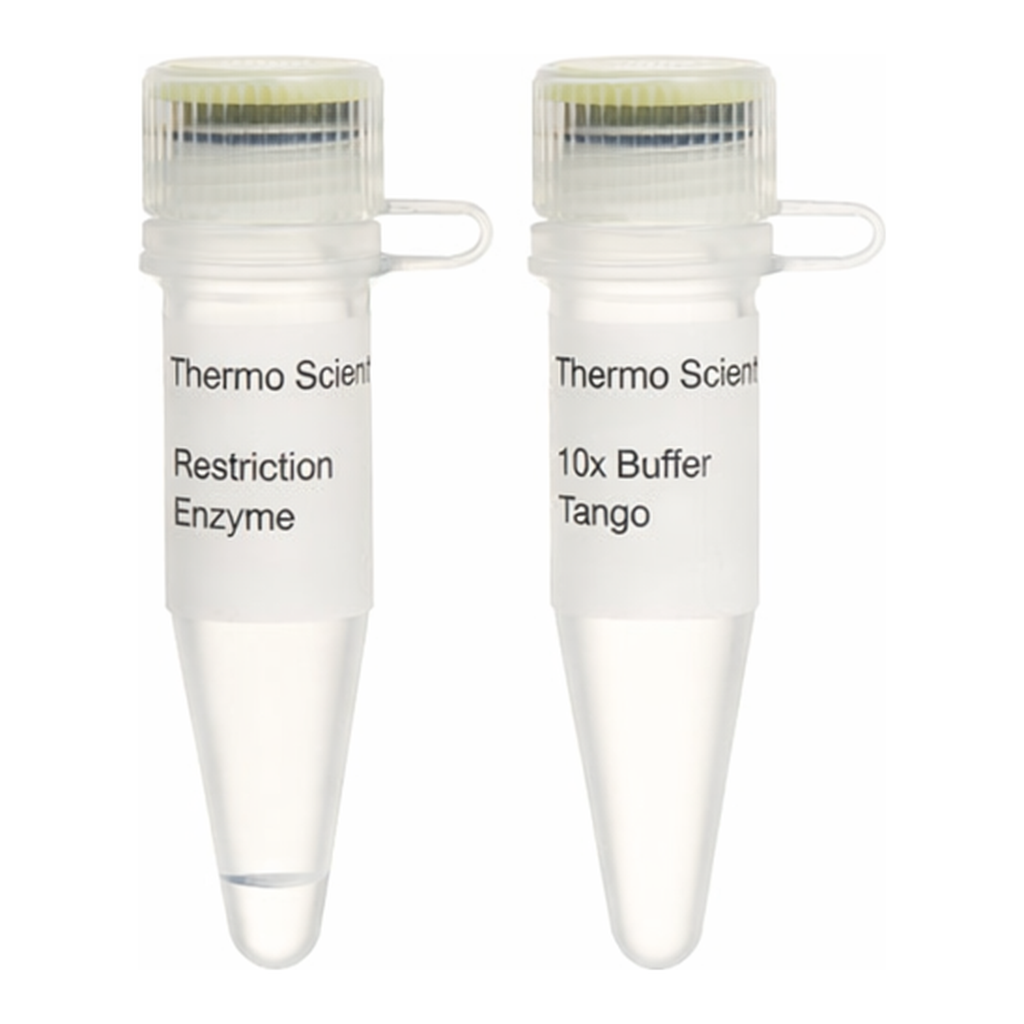 Thermo Fisher Scientific BseDI (BsaJI) (10 U/&mu;L), 300 units