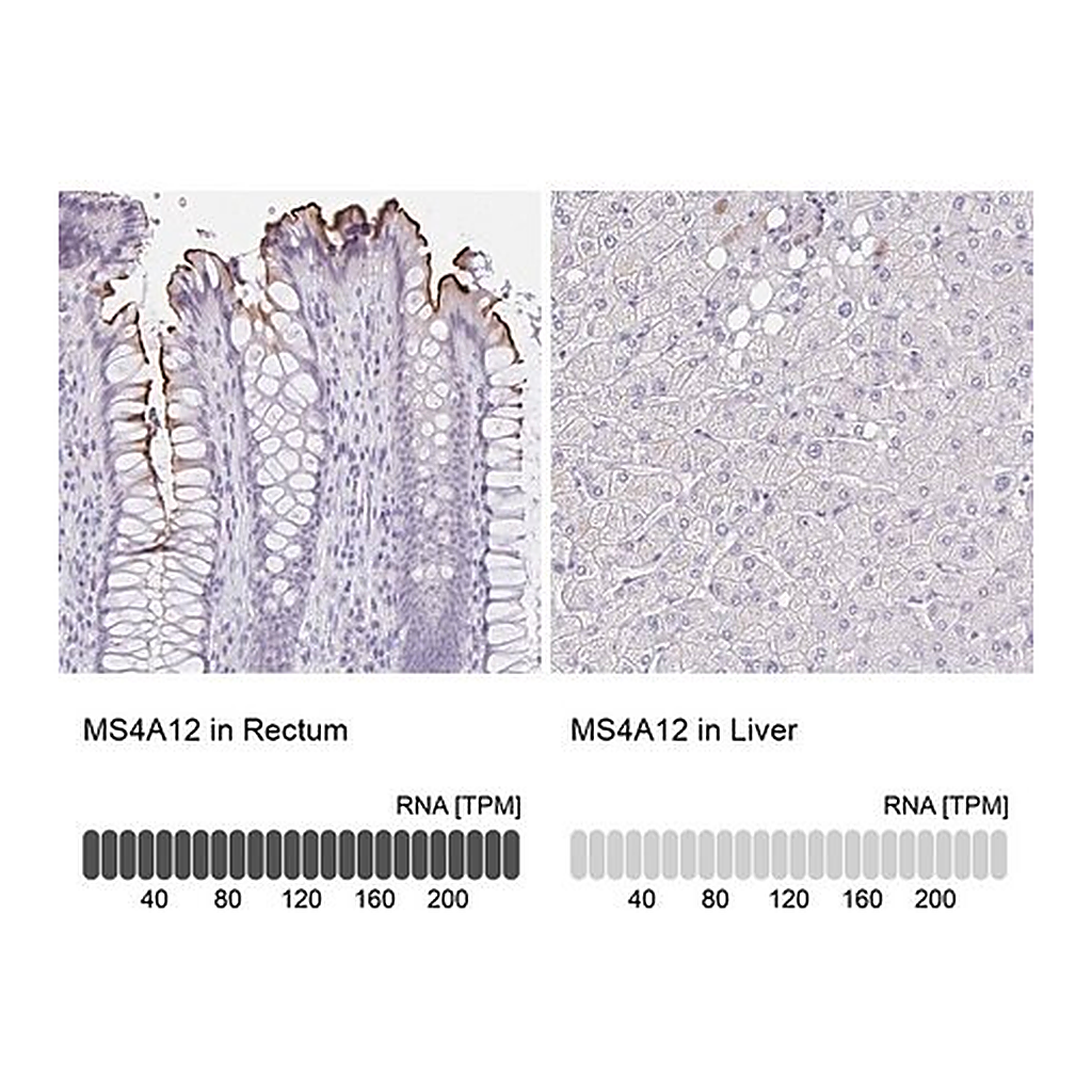 Merck Anti-MS4A12 antibody produced in rabbit