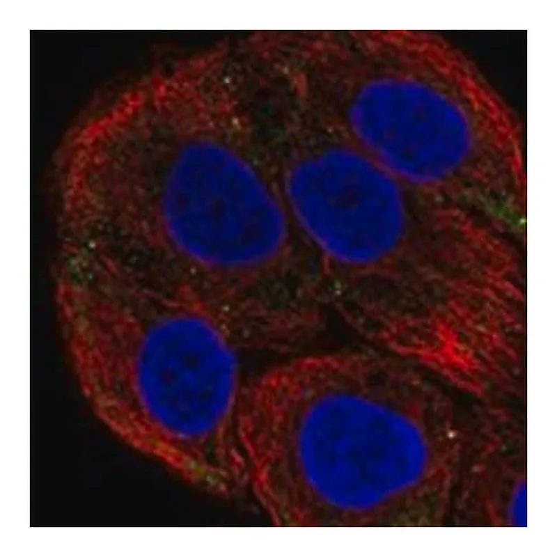 Merck Anti-LAMB3 antibody produced in rabbit