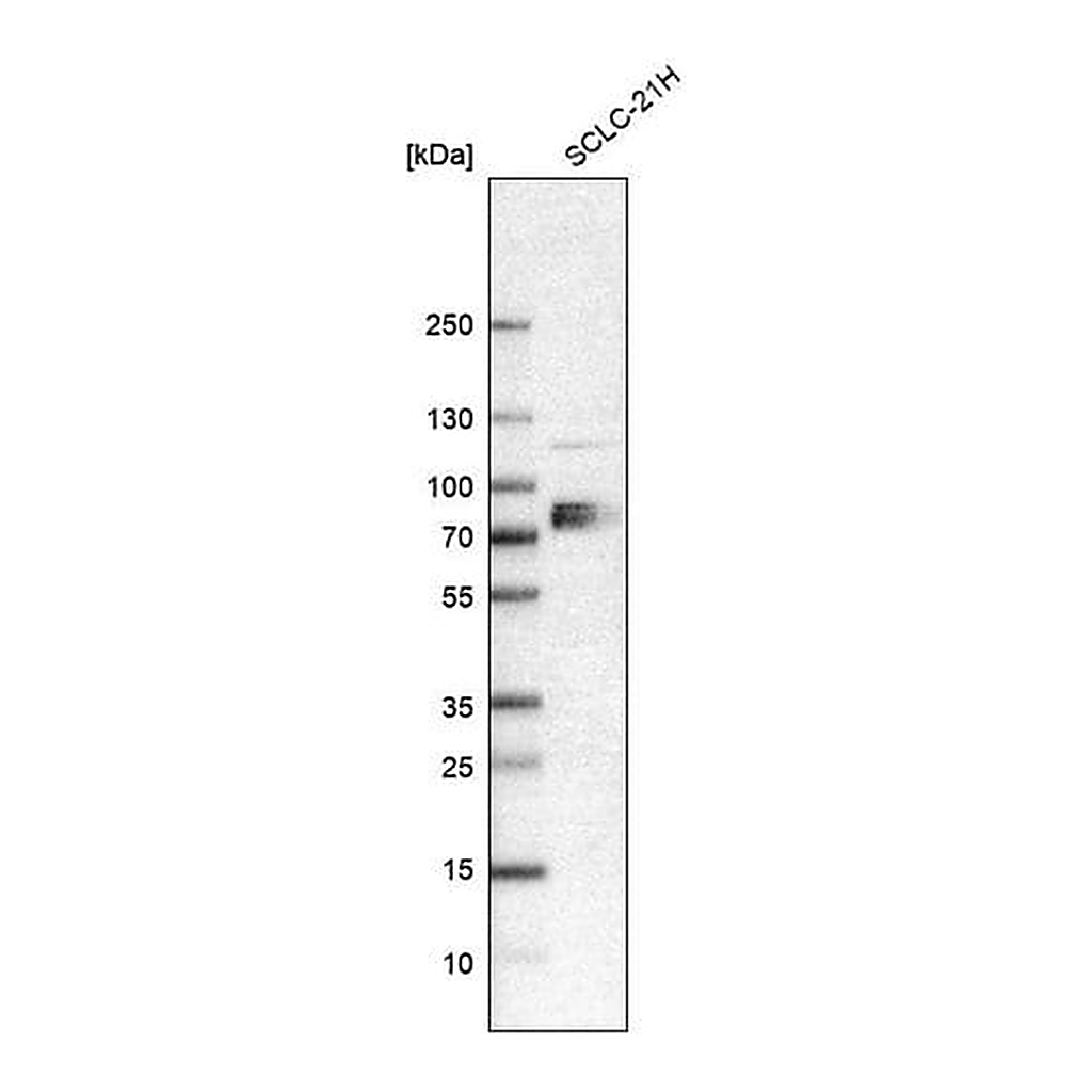 Merck Anti-SLC7A1 antibody produced in rabbit