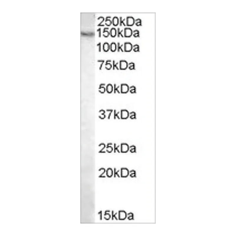Merck Anti-Pyruvate Carboxylase antibody produced in goat