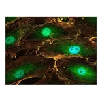 Thermo Fisher Scientific Donkey anti-Rabbit IgG (H+L) ReadyProbes Secondary Antibody, Alexa Fluor 488