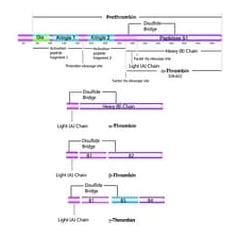 Merck THROMBIN FROM HUMAN PLASMA