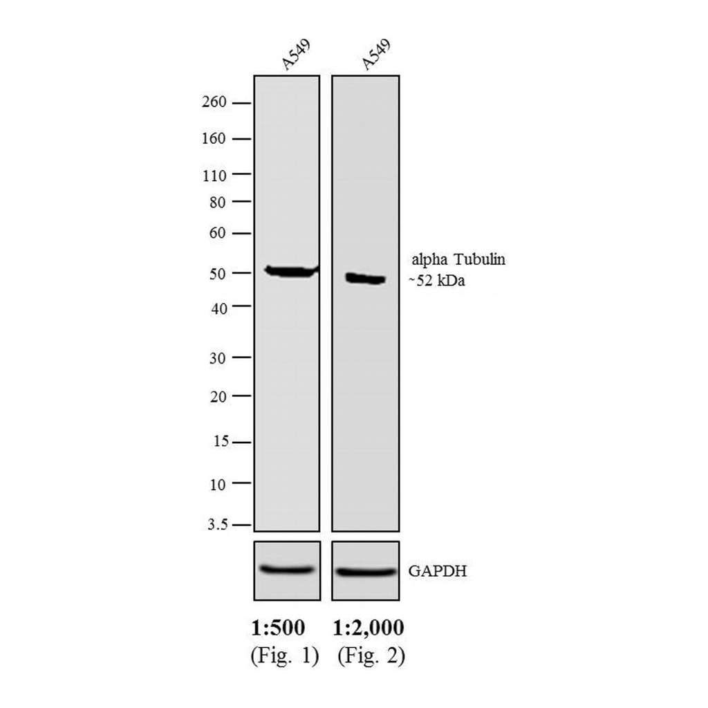 Thermo Fisher Scientific Rabbit anti-Rat IgG (H+L) Secondary Antibody, AP