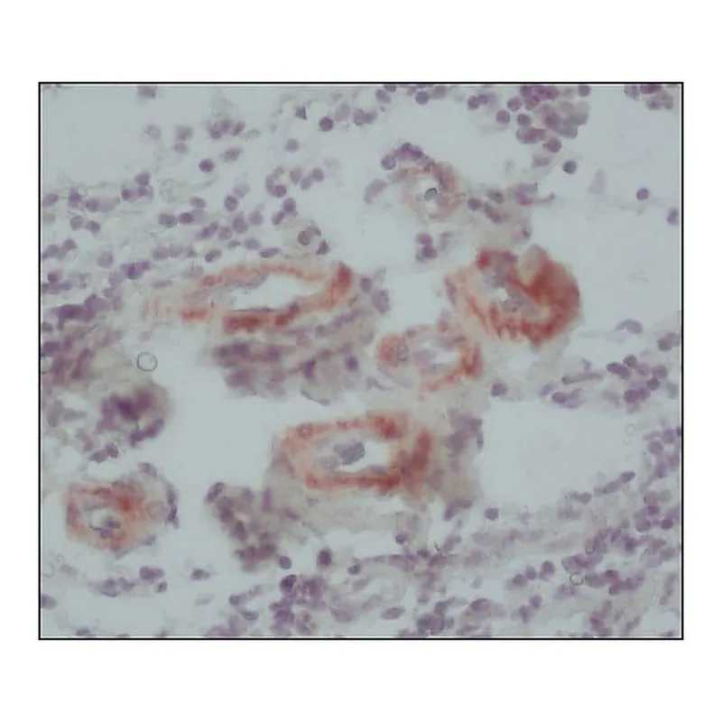 Merck Monoclonal Anti-Calponin antibody produced in mouse