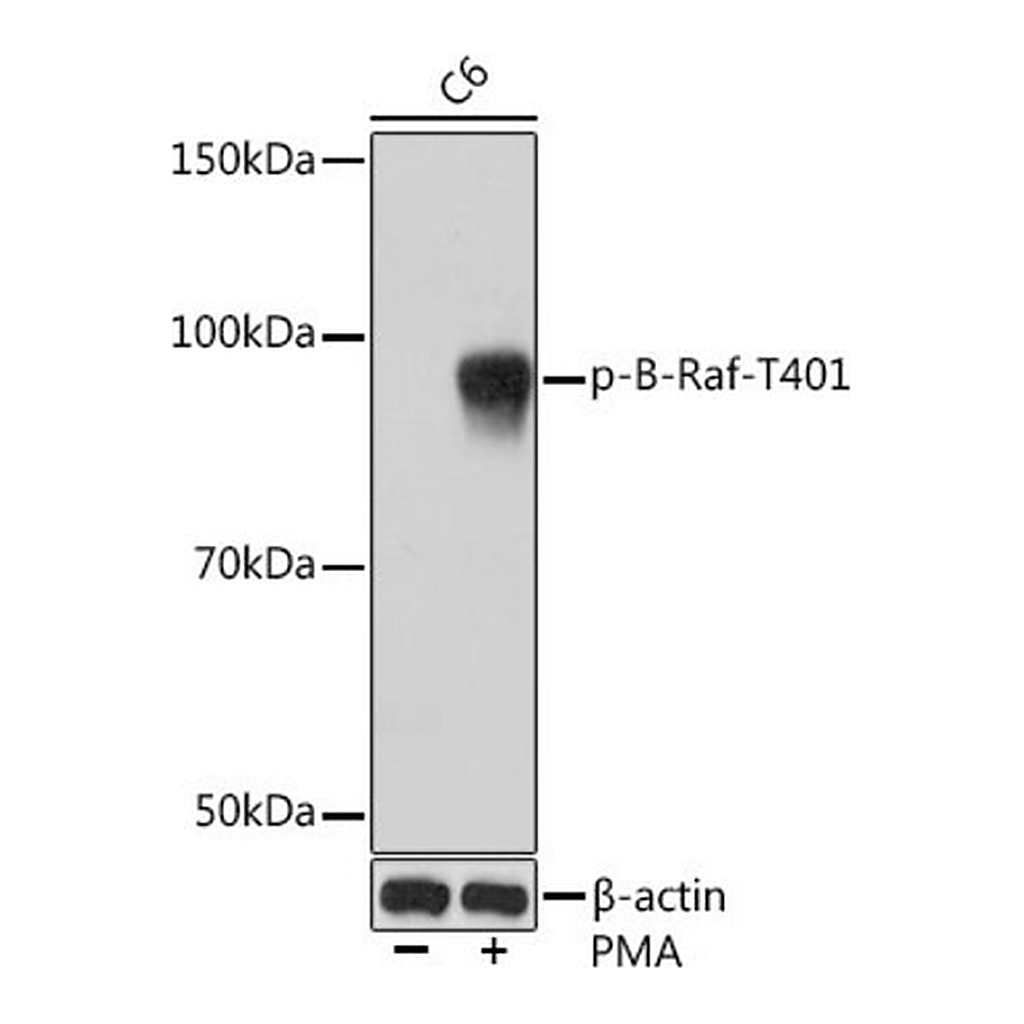 Merck Anti-Phospho-B-Raf-T401 antibody produced in rabbit